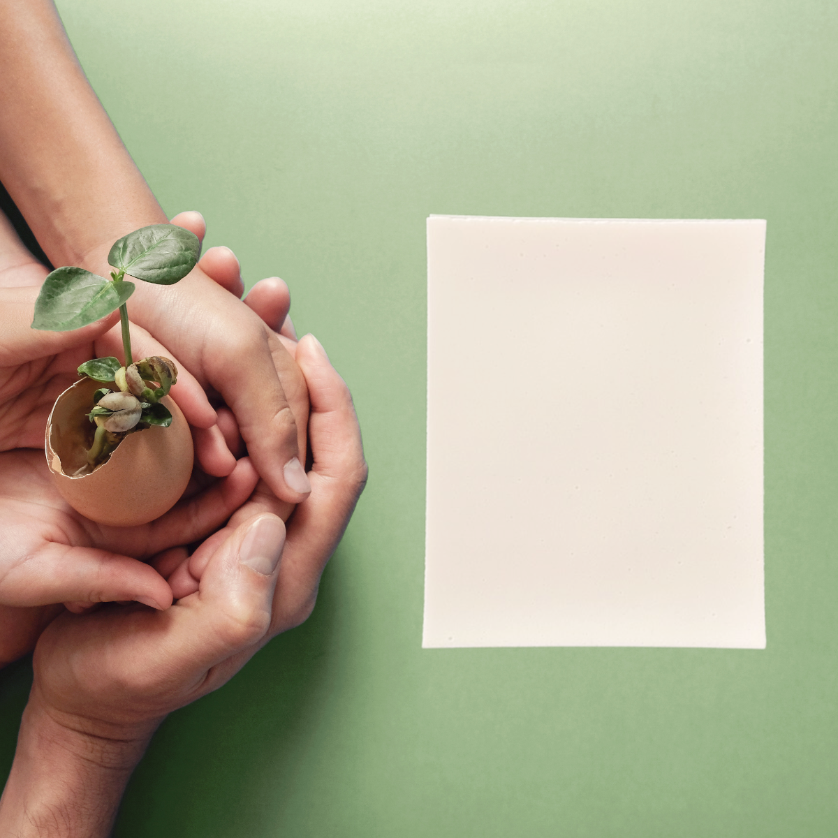 Hands holding small plant to show plant powered.