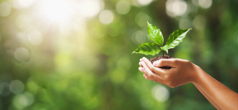 Hand holding young plant with green background. Contact Wicked Wash